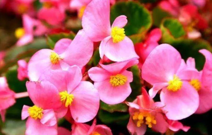 家养4种旺运花,吉祥又喜庆,比牡丹美,比绿萝好养!