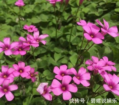 每次|酢浆草可是潜力股,每次开花一大片,冬天不开花,3点原因在搞鬼