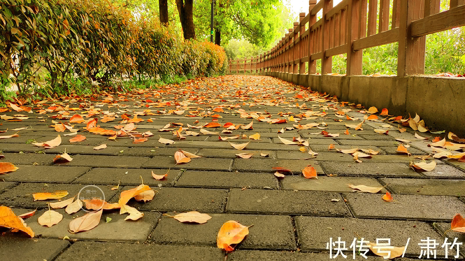 肃竹#梦想如同鲜花,掩盖在伤痕之上
