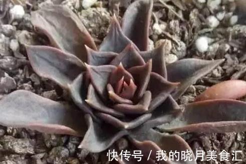 论怎样为变丑的多肉植物整容