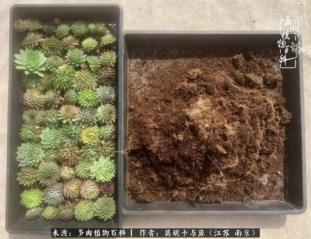 这多肉拼盘这么仙！如何制作达人手把手教你制作长生草拼盘！