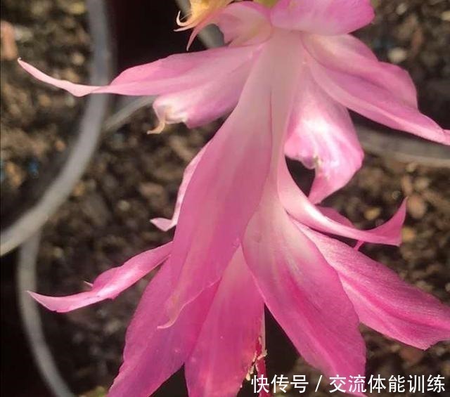 蟹爪兰养起来真省事，来点药水肥，花色明亮叶绿如油！