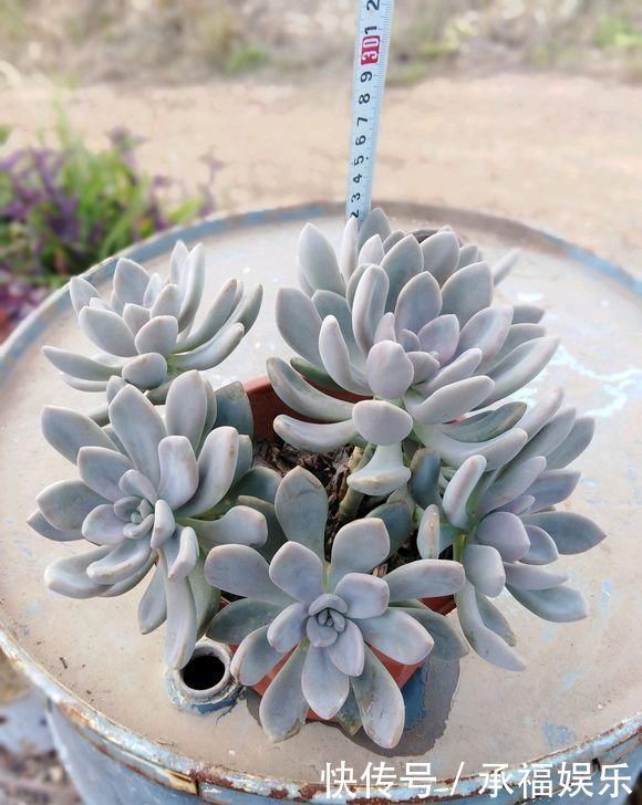 多肉植物中的“美人”,叶片圆滚滚,粉嫩嫩的,女朋友看了都嫉妒