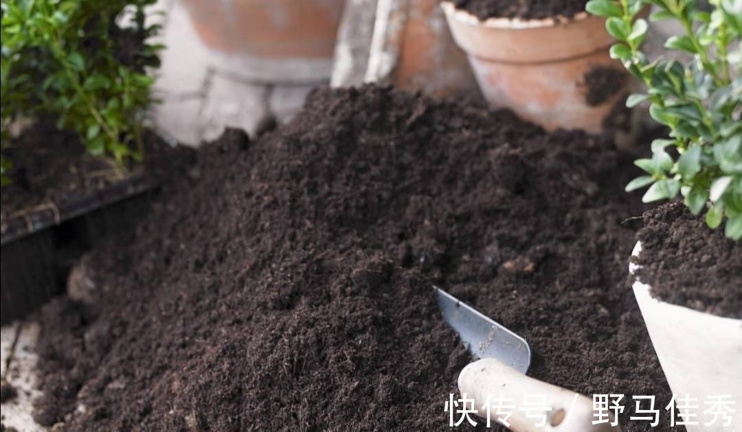 好处|用草木灰养花，有这么多好处，但是这类花卉可不能用