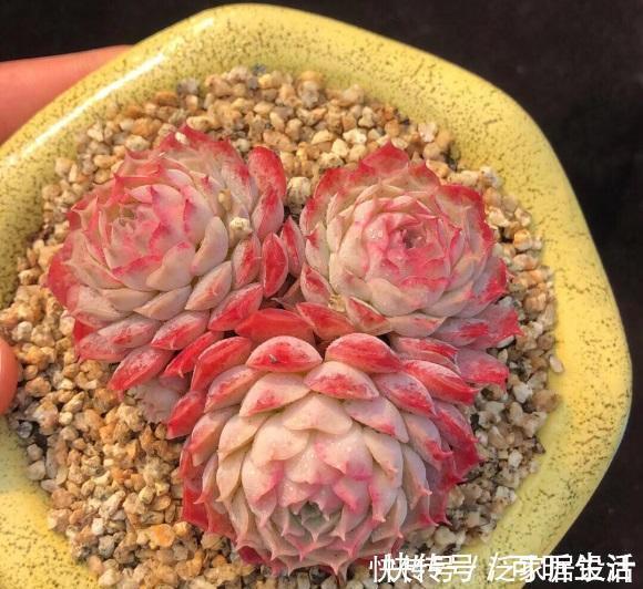 叶子|多肉单靠晒，能把叶子晒红吗？光照很有用，重点在合理利用