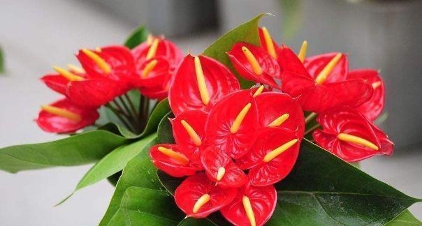 超优秀的4种花,全年开花,花量丰富,阳台变花园!