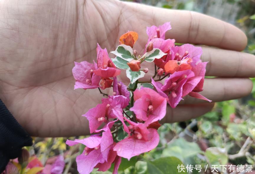 三角梅开始冒芽,要学会施肥技巧,用对开爆盆,用错旺长枝条