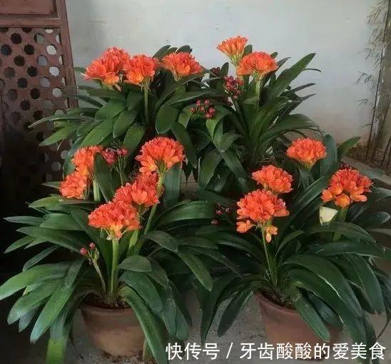 养花达人:38年前,掏家底儿买的2盆花,1盆被偷,1盆传给孙子