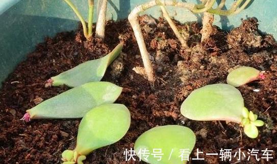 养玉树掌握几个关键点,一年变老桩,轻松长成树