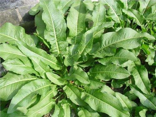 药用|1种野草叫牛舌头,好多人上山排队挖,竟然有大作用