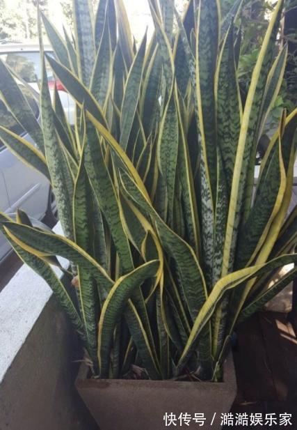 净化|花农的张姨说，此”花“比绿萝、吊兰好看又好养，净化空气没得说