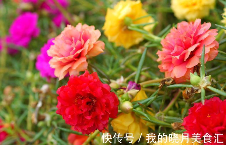 此7种盆栽没人管都不会死,比仙人掌还好养