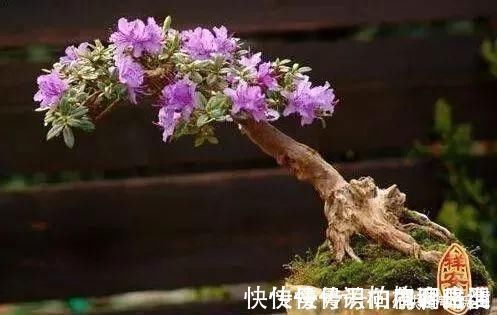 箭袋树|神奇!这个开花树居然可以长成这样震撼世人!真是太美了