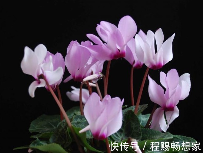 2款适合新手种植的花，一养就爆盆，花大色艳，四季都开花，超美