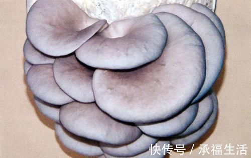 平菇|女性不想老太快,常吃以下食物,延缓皱纹生长,滋润肌肤,显年轻