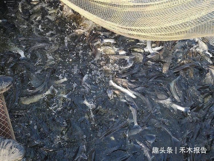 野生|过去被称为“水中一害”,离水即死很难养活,如今晒干30元一斤