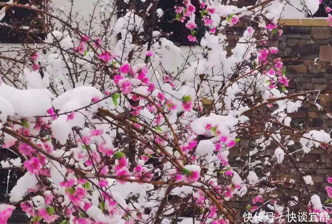 中年|难得一见的春日雪景，美到心醉！