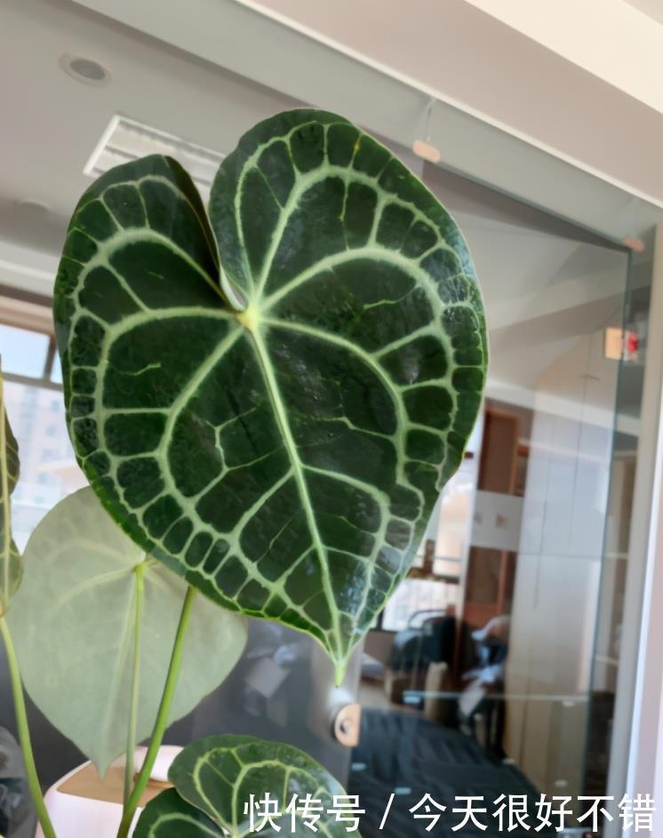 雅观|8种形状各异的花烛,每一款纹路都不相同,十分雅观,你认出几种