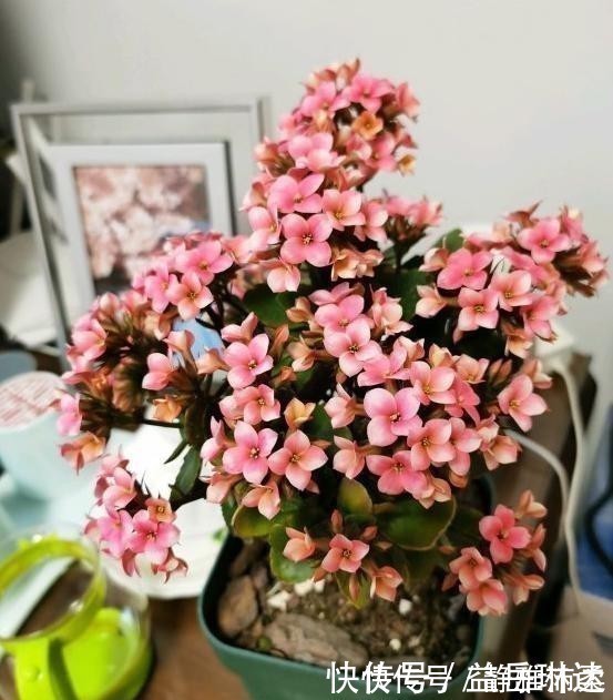 长寿花根系很弱,教你一个“养根”技巧,根系长满盆开花才会多!