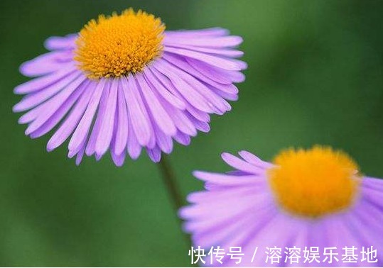 5款常见的菊花，放在阳台清新脱俗，不黄叶猛开花，造型妩媚，美