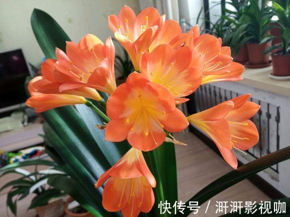 君子兰烂根别扔了，一种水泡一泡，20天满白根，长得更旺