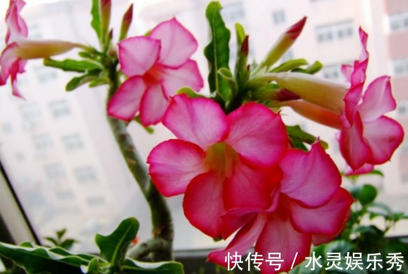 去朋友家玩,发现她家阳台有一种花卉,太漂亮了,拍给大家看看