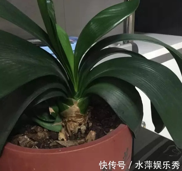 开花|4年不开花的君子兰,没花一分钱,我让它开花了