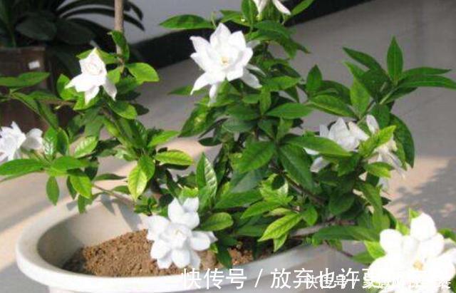 修剪|栀子花买到做3步,让它花全开,花后换盆强修剪,明年照样开爆盆