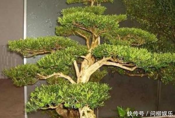 这4种花,养在家旺财又“镇宅”,比绿萝、发财树还要强100倍