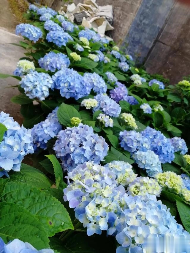 圆滚滚的绣球,瀑布般的花墙,这届花友也太会种花了吧