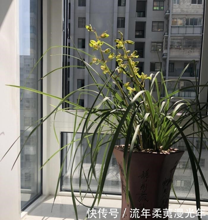 阳台|阳台养兰,牢记这几点,叶子翠绿开花旺,想死都难!