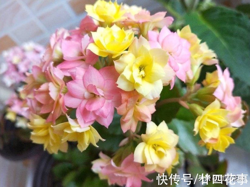 10月入手6种花，好养易活养得久，春节刚好开花，还能省一半钱