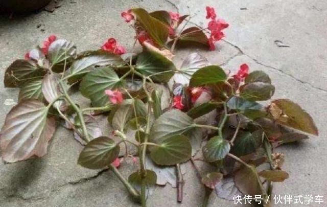 秋天再扦插4种花,来年不耽误开花!