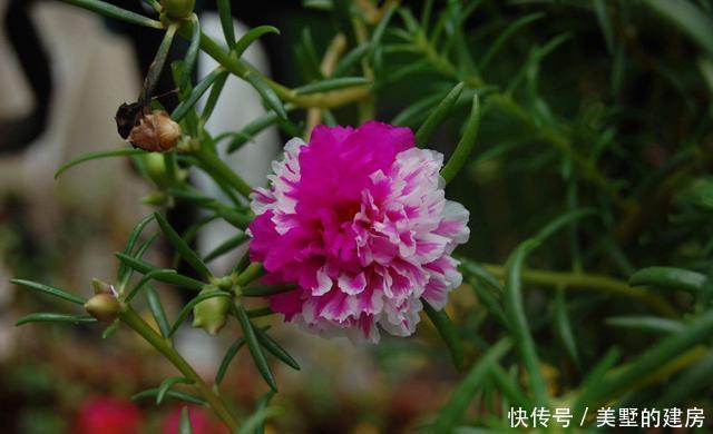 造型|3种花造型奇特还好养,家里养一盆,旺财旺运好运到,谁养谁喜欢