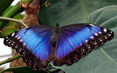 地球上5大最漂亮的蝴蝶 第四标本价格超30万 第五翅膀雌雄混合 快资讯