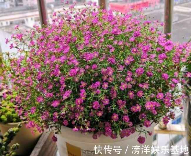 鲜艳|4种花号称开花机器,好养易打理,花色柔美颜值高