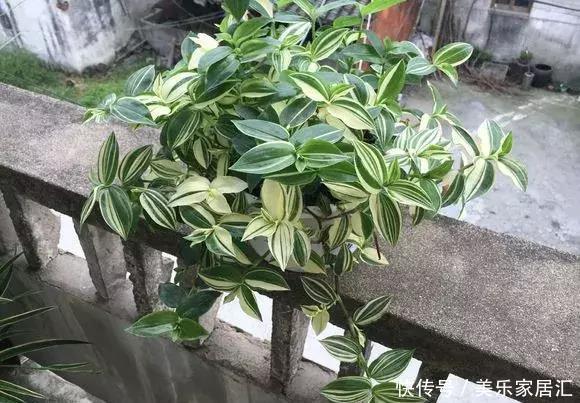 银边吊兰|13种常见吊兰，个个美成仙，快看看你家有几种？