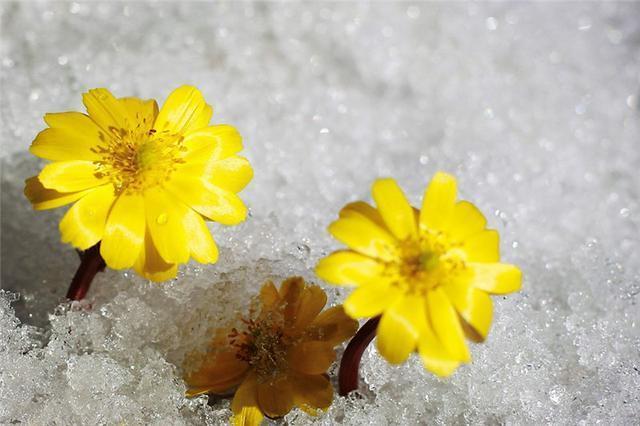 世界上有一种花美如精灵，盛开在雪地里，雪一融化它就凋谢