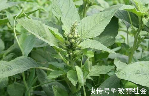 浑身|农村的这种野菜浑身都是宝,可惜很多人当草,夏季多吃一些防上火