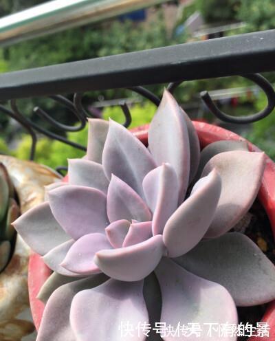 20款高贵梦幻紫色多肉，养一盆“紫气东来”，总有一款是你喜欢的