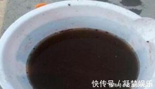 万能肥|捡来1种土块，碾碎泡水，制成万能肥，养花根壮、花多