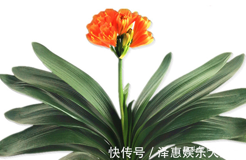 叶片|君子兰叶片东倒西歪，夹箭有时还不开花，都是几件事没做好