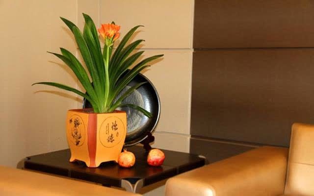 君子兰害怕五件事,新手经常犯,做不好,难怪越养越糟糕