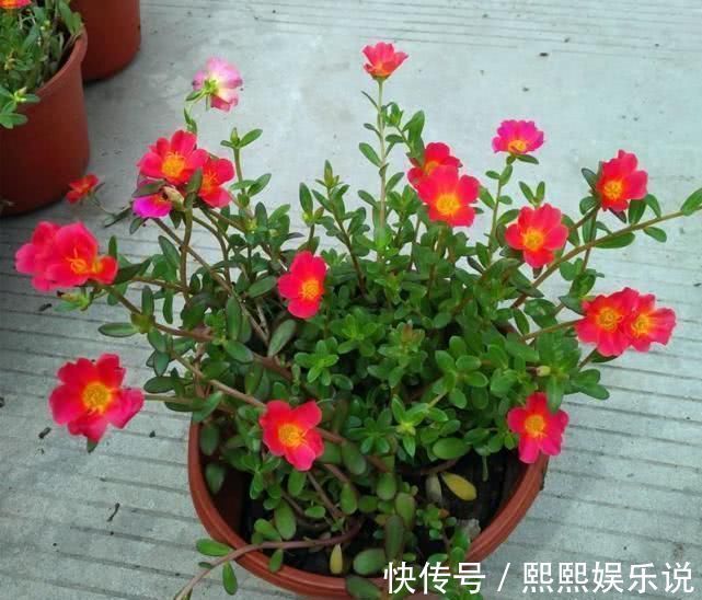 硫酸亚铁|浇水可是技术活,用这些水浇花,连花肥都省了