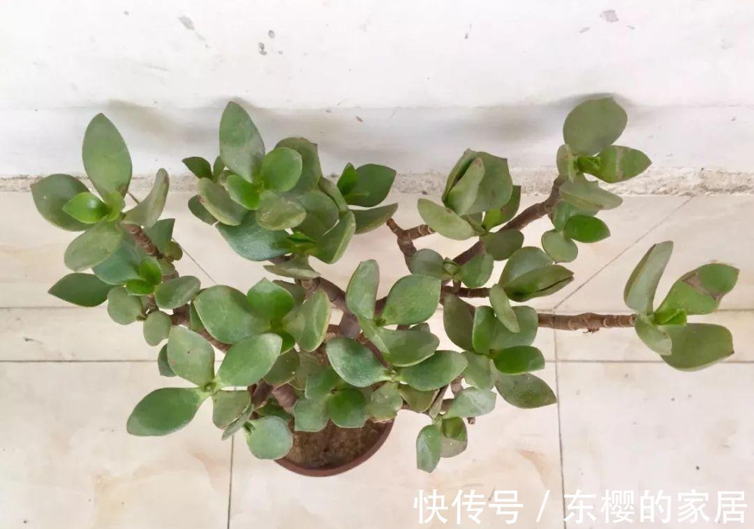 换盆时机到了,有这花赶紧换,换完立马疯长!