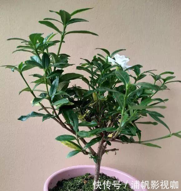 发酵|淘米水浇花“招虫子”多做1步,肥效提10倍,养啥旺啥