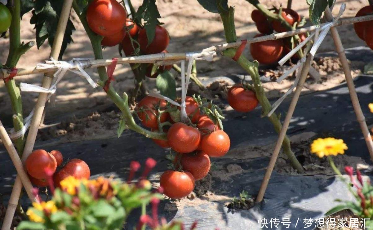阳台上只会养花?学会这6招,阳台上还能收获硕果累累的西红柿