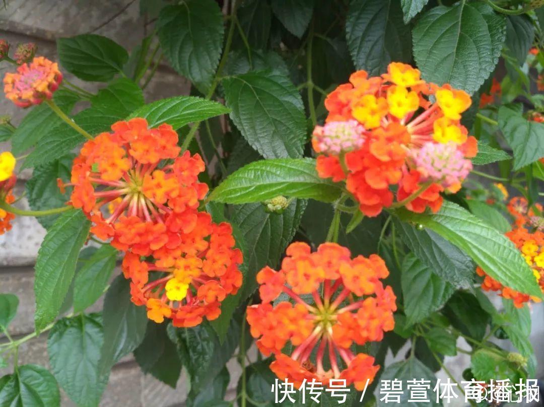7种花插土里,立马长满院子,蚊虫不敢靠近!