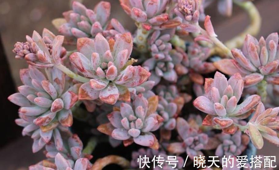 秋丽和丸叶姬秋丽,两种多肉如何选择,看看老花匠怎么说?