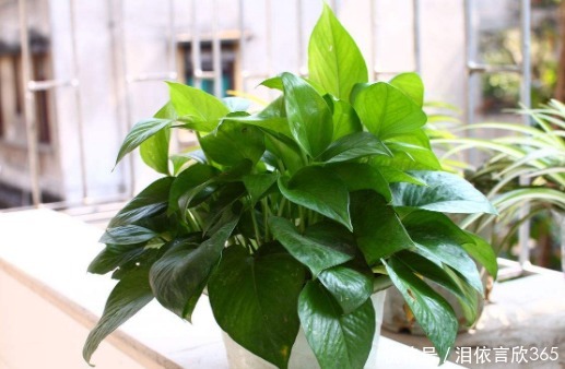 牡丹吊兰|懒人养这4种花，管理不费心，随便养就能爆盆，清香好闻惹人爱